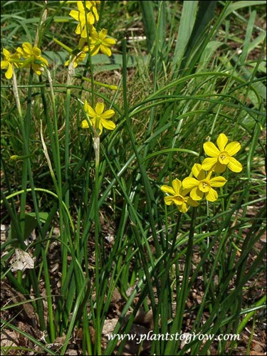 Narcissus jonquilla 
3-5 fragrant flowers with golden petals and a golden cup. Prefers acid soil that is well drained and area is baked in the summer sun. Reaches 6-8
