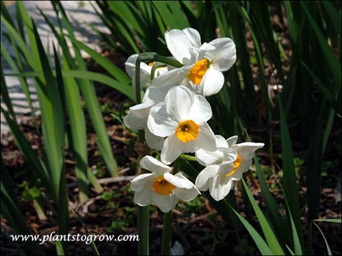 Narcissus Geranium has 3-5 white and orange flowers per stem. A long lasting good perennializer plant. Reaches 16-18