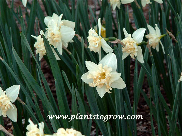 Narcissus Palmares
White perianth, frilled pink collar, 14-16 inches, mid to late season bloomer