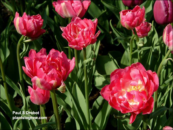 Tulip Peach Blossum