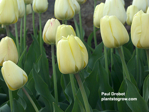 Tulip  "Ivory Floradale"
opens creamy yellow, matures to Ivory, 20-22 inches tall
