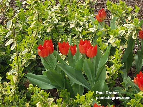 An unnamed multiflowering Tulip planted among a shrub called  Euonymus Canadale