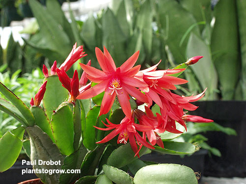 Typical flower of the Easter Cactus.