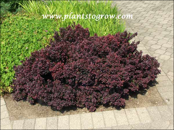 Concord Barberry is a very slow growing dwarf plant with dark reddish foliage.