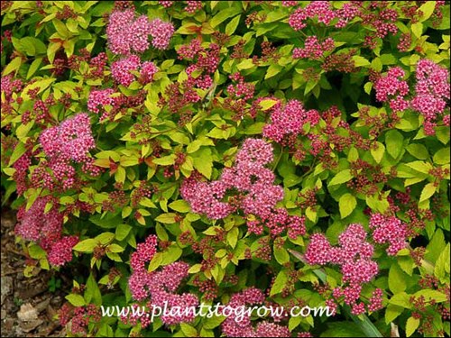 Plants To Grow Plants Database By Paul S Drobot
