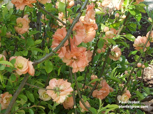 Flowering Quince "Cameo" is one of the better double forms with apricot pink flowers.  Reaches 4'-5' high.