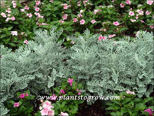 Dusty Miller (Senecio cineraria) 
The first frost will wipe out the Madagascar Periwinkle but the cold tolerant Dusty Miller will last until it is frozen solid and buried in the snow.