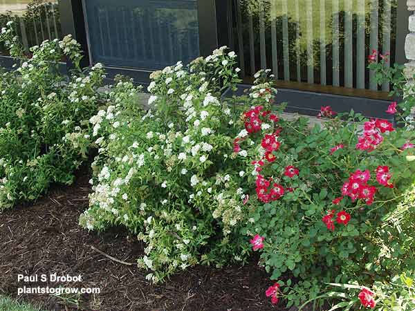 The Japanese White Spirea is sharing the stage with a Red Meidiland Rose.  This picture was taken mid-July.