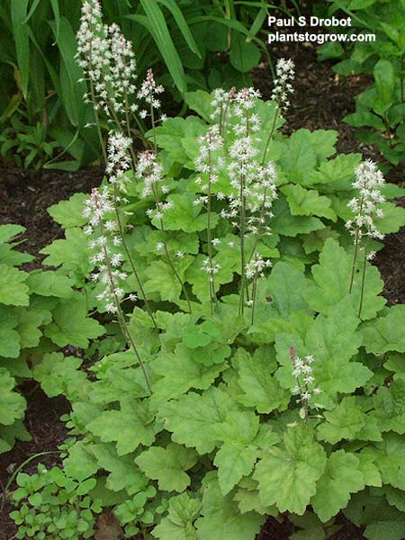 Wherry’s Foamflower (Tiarella cordifoilia var collina) 
This picture was taken in mid-May.