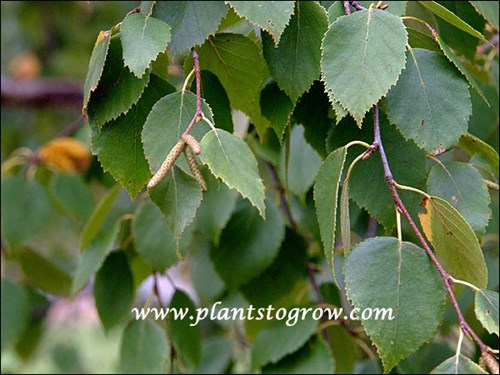 Paper Birch (Betula papyrifera)
Immature catkins