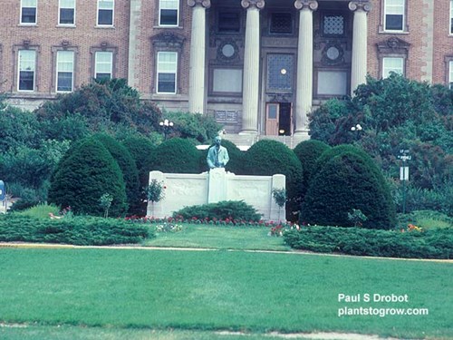 A group of very large plants in front of the Ag building at University of Wisconsin-Madison.