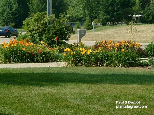 A mass planting of mixed unnamed Daylilies at the front of my driveway.