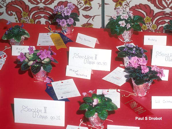 A grouip of miniatures an African Violet show.