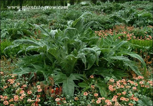 A bunch of large Cardoon in a sea of peach colored Verbena.
