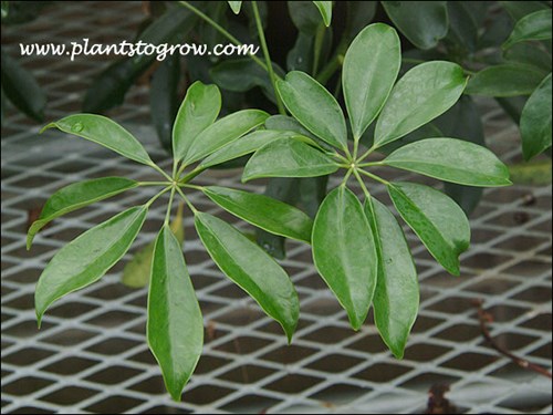 Dwarf Umbrella Tree (Schefflera arboricola)
Palmately compound leaves with long petioles.