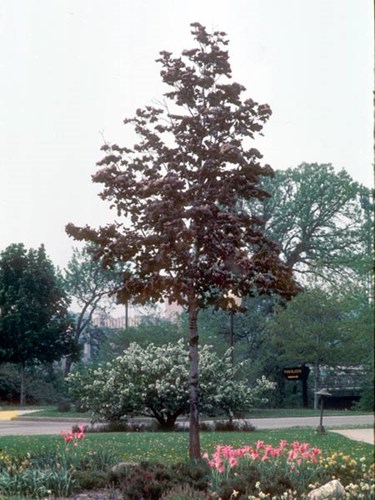 A young tree in the early spring.