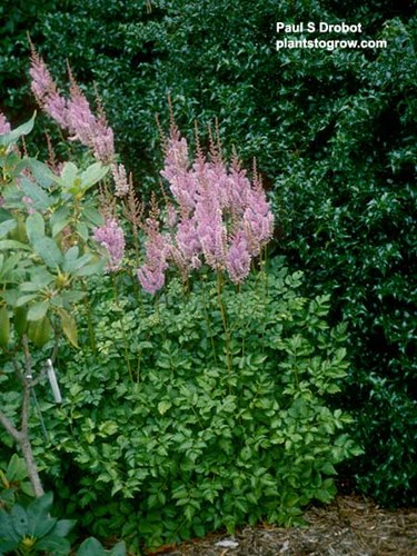 An Astillbe growing with a Rhododendron and a Holly hedge.