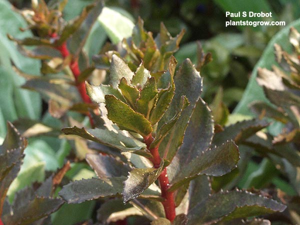 A close-up of the brownish/copper leaves and the red stem. In full sun the foliage will be a dark purple.