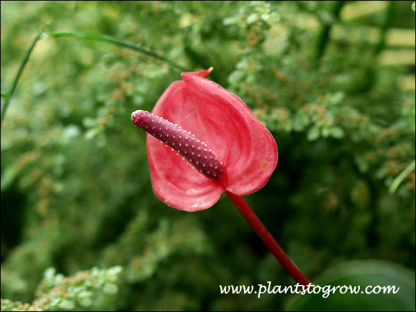 The palette-shaped spathe with a long spadix.