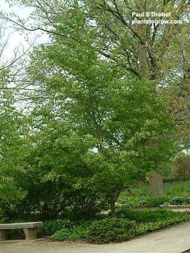 Korean Mountain Ash (Sorbus alternifolia)