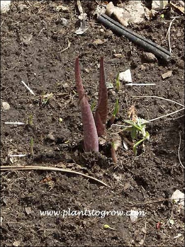 Jack-in-the-pulpit (Arisaema triphyllum)
Pushing out of the ground in the early spring.  The white arrows are pointing to seedlings. This is part of a group in one of my gardens. (April 20)