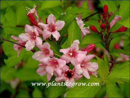 This yellow leaf Weigelia has pink flowers. (June 6)