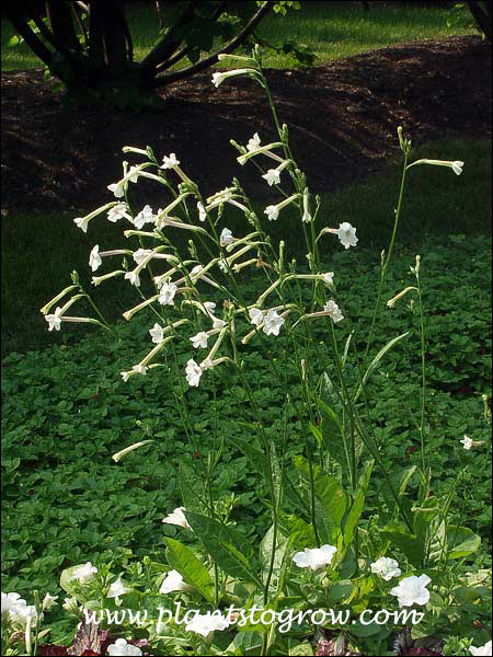 The leaves are basal and the flowers sit atop the tall 2-3 foot scape.