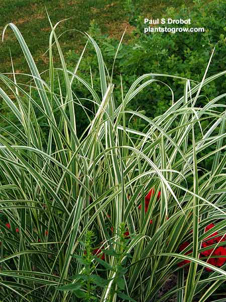 Silver Arrow Grass (Miscanthus sinensis)
The foliage reminds me of a Spider Plant (Chlorophytum cosmosum).