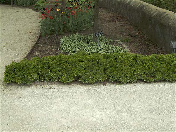 The dwarf green Barberry Kobold used as a hedge.