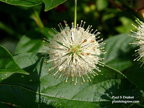 Buttonbush (Cephalanthus occidentalis)
The flower consists of a dense head of tubular flowers about 1