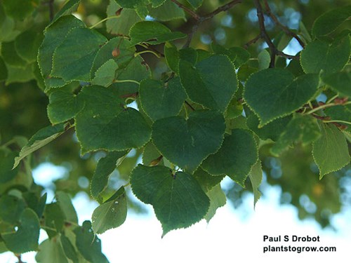 The leaves of the Little Leaf Linden are much smaller than the native Linden and American Linden.