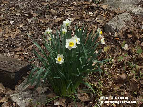 This single clump of Daffodil is about 3 years old.