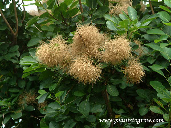 The puffy spent flowers in mid August.