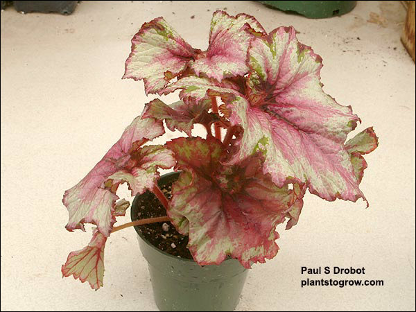 Rex Begonia
The first 5 pictures demonstrates the distinctive, diverse foliage of this group of plants. All the plants are in 3.5 inch pots.
