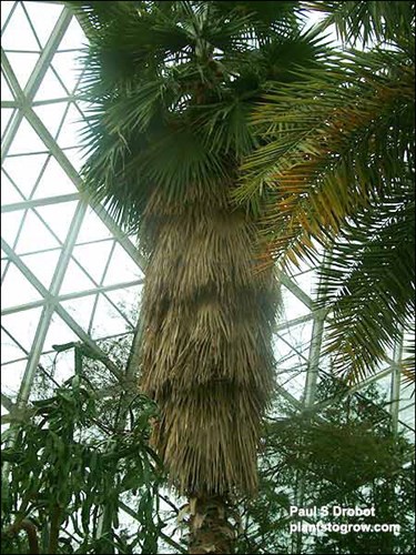 A large plant in the arid dome. The dead leaves form a skirt around the trunk.