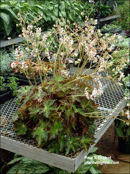 A large plant over flowing a 6 inch pot.  This variety is probably Cleopatra.  (end of Febuary)