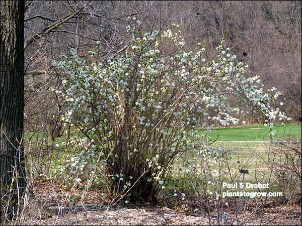 The main stems are rigid but as the plant gets older it develops into a large rounded shrub.(April 25)