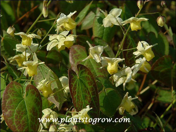 In the spring this Epimedium has mottled foliage. (May 9)