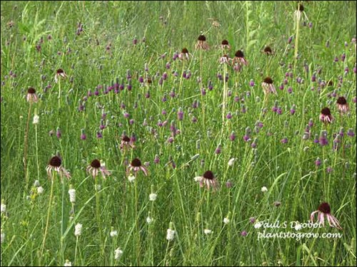 Purple Prairie Clover growing among Purple Cone Flower and White Prairie Clover. (July 14)