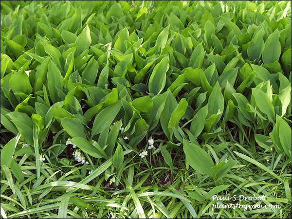 Lily of the Valley (Convallaria majalis) 
Picture was taken June 24.