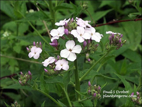 Dames Rocket (Hesperis matronalis)
One of the typical flower colors of this plant. (June 2) . The flower is called a cruciform because the four petals are opposite forming a cross.