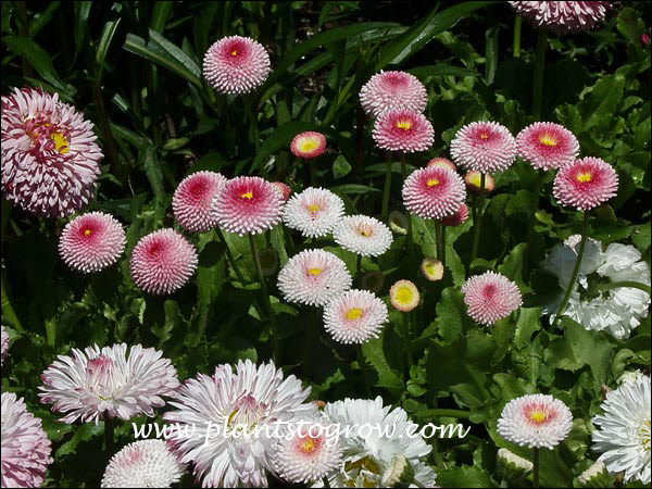 English Daisy Rose Bellis Perennis Super Enorma Seeds