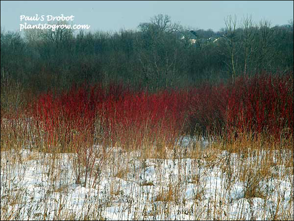 Picture was taken on a bright day in January.  The sun shining on the new twigs gave a red glow.