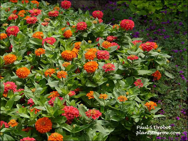 Zinnia Magellan are 15 inches tall with 5-6 inch flowers. Good heat and humidity tolerance.  Series was developed by Goldsmith Seeds.