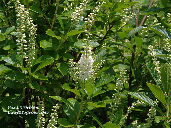 Summersweet Clethra (Clethera alnifolia) 
The main center raceme is just starting to bloom. Notice the glossy foliage. (July 16)