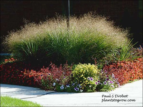 The large grass in the center is Panicum Rotstrahibusch surrounded with annuals.