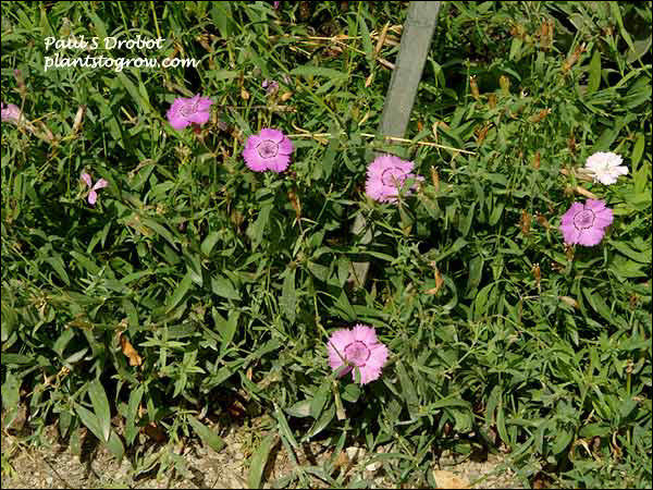 Dianthus Siberian Blue (Dianthus amurensis)
This picture was taken late in the blooming season and this is a rebloom. (September 3)