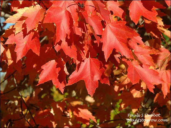 Northfire Red Maple  (Acer rubrum)