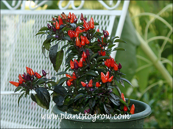 Explosive Embers Ornamental Pepper annuum) | Plants To Grow Plants Database by S. Drobot