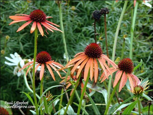 A exciting color change from the normal purple or white Purple Coneflowers.